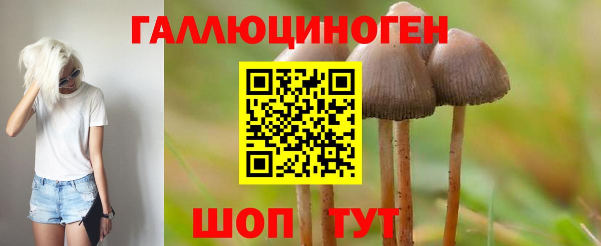 Георгиевск  Галлюциногенные грибы Psilocybine cubensis  Вход с VPN 